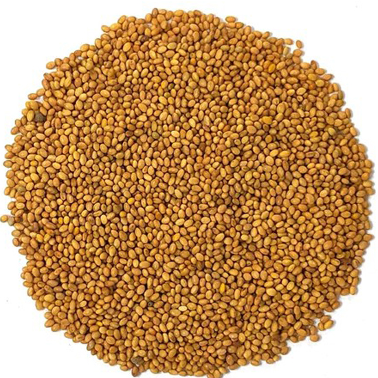 Bersim (Clover) Seeds